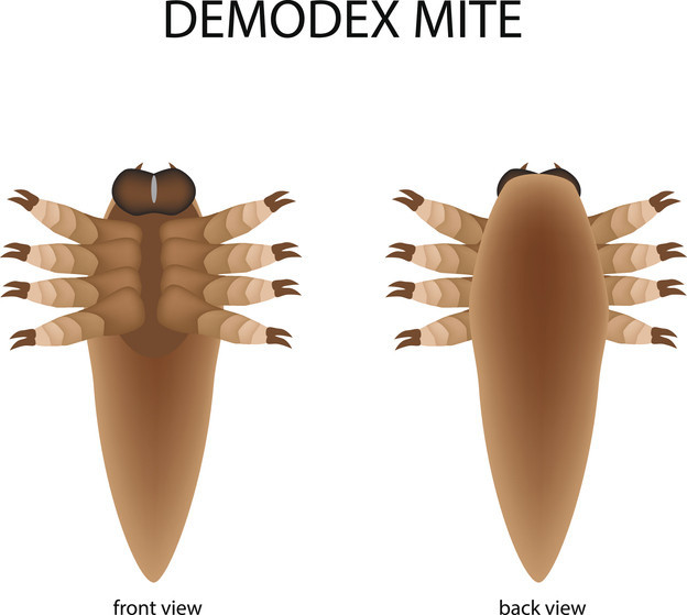 Demodex (Demodeks) nedir? Nasıl bulaşır? Demodex tedavisi nasıl olur? Ürkütücü gelse de insan yüzünde yaşıyorlar - Resim : 1