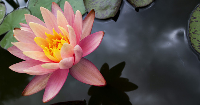 Lotus tohumu (Nilüfer) faydaları nelerdir? Nasıl kullanılır? - Resim : 2