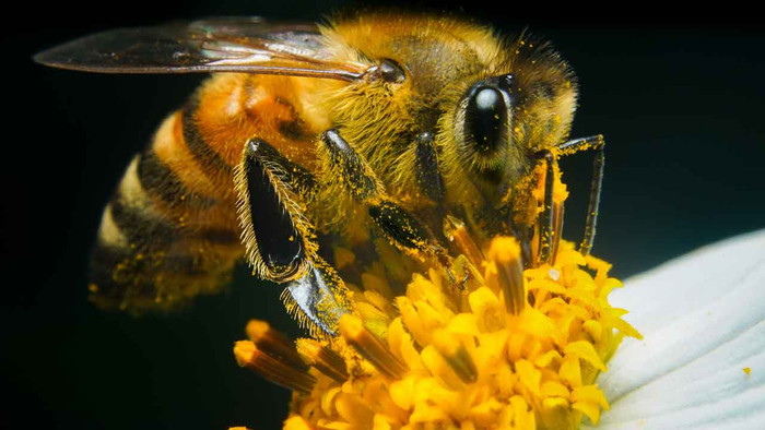 Arı poleni: Nedir, nasıl tüketilir, faydaları nelerdir? - Resim : 2