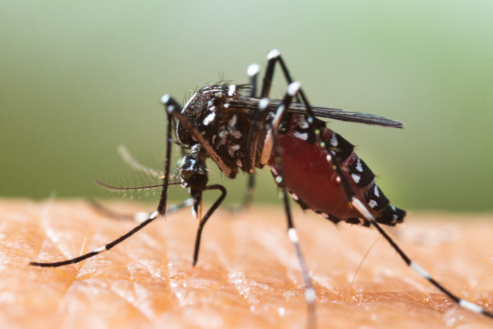 Sivrisineklerden korunma rehberi: Doğal sivrisinek kovucu tarif ve yapımı - Resim : 1