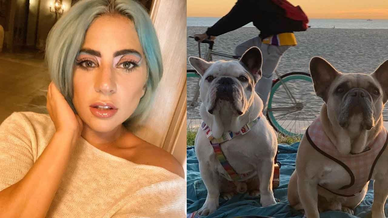 Lady Gaga'nın köpeklerinin kaçırılma davasında 5 kişi tutuklandı!