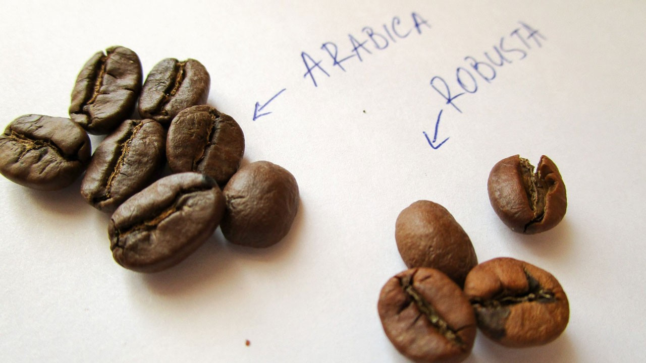 Arabica ve robusta kahve çekirdeklerinin farkları nelerdir?