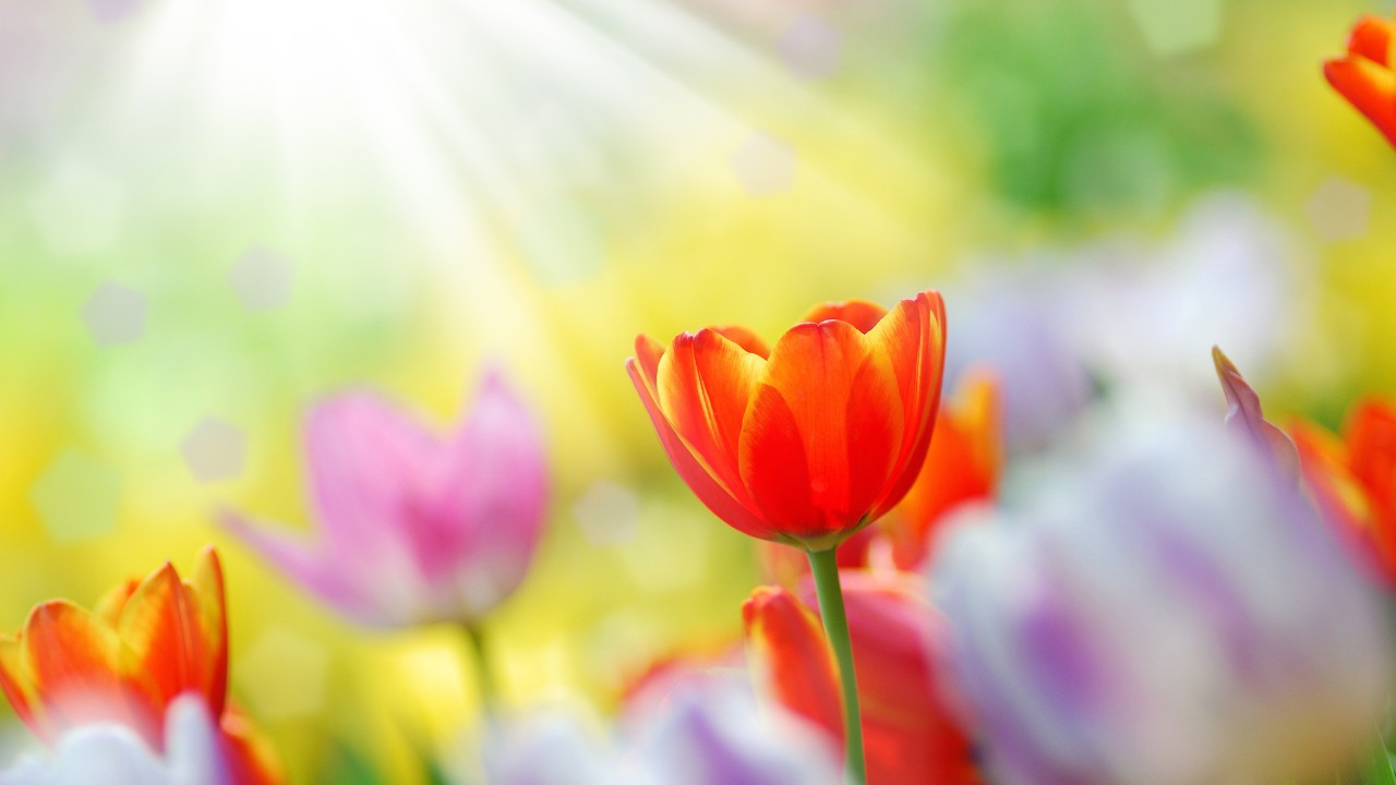 Mekanlara çiçek açtırtacak 5 koku tavsiyesi