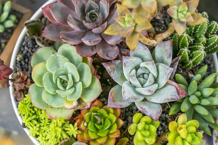 Evde yetiştirmeye uygun 7 bitki ve bakımı