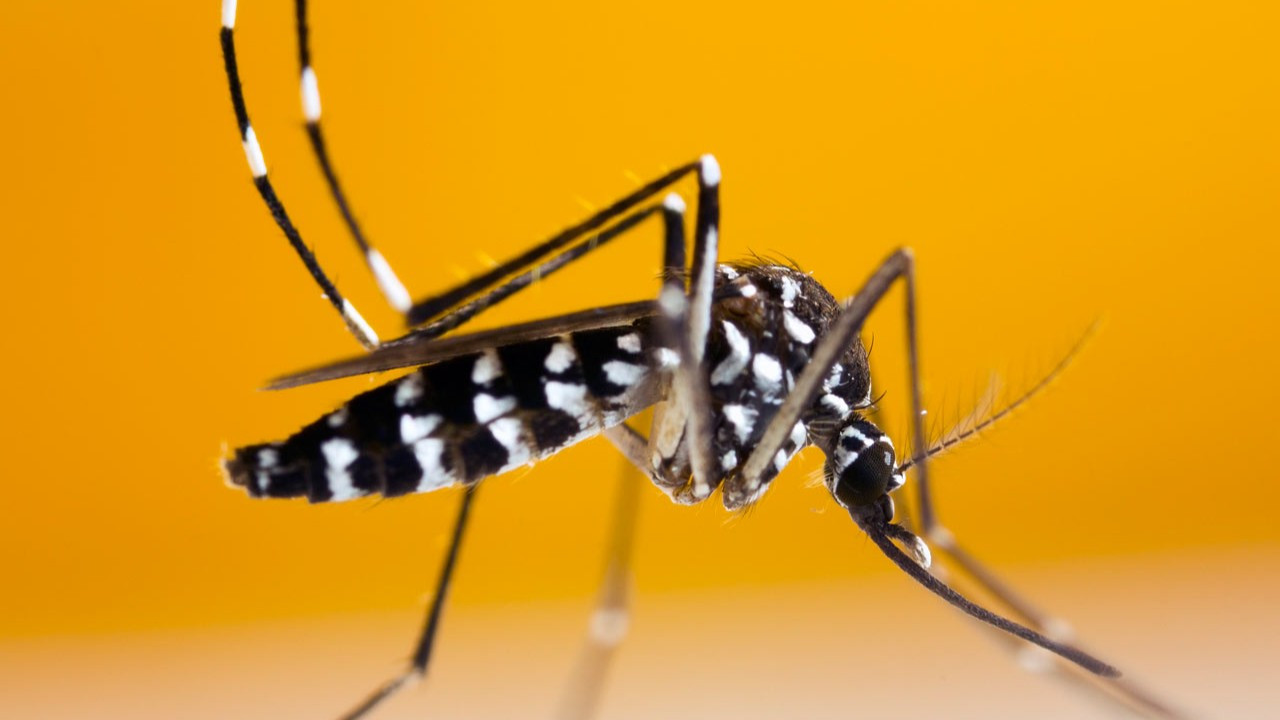 Asya Kaplan Sivrisineği uyarısı: Kolonya sürmeyin!
