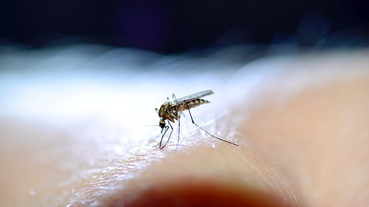 Sivrisineklerden korunma rehberi: Doğal yollarla uzaklaştırın!