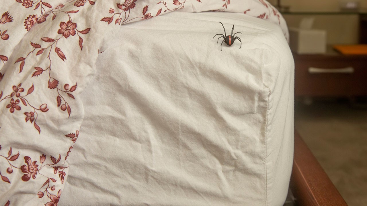 3 doğal yöntemle örümcekler evinizden nasıl uzaklaştırılır?