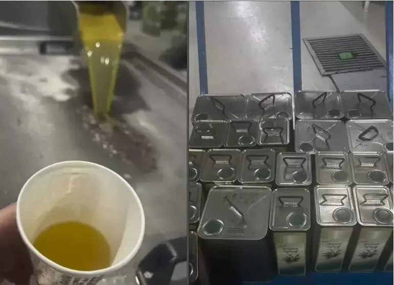 İstanbul'dan taşınmıştı... Aslıhan Gürbüz, Ayvalık'ta zeytin hasadına başladı