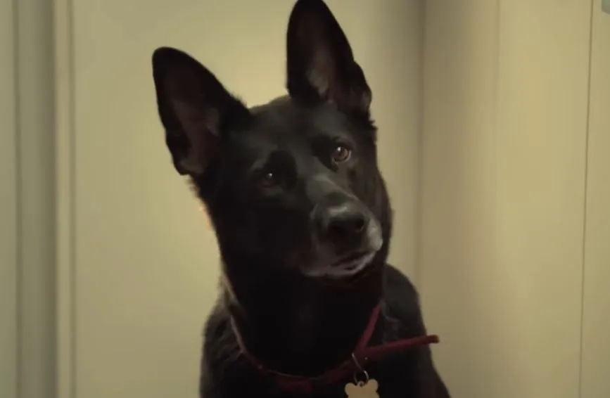 Ricky Gervais duyurdu: 'After Life' dizisinin meşhur köpeği hayatını kaybetti