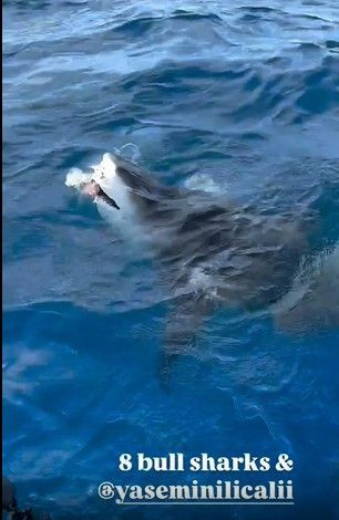 Acun Ilıcalı’nın kızı Yasemin, köpek balıklarıyla yüzdü