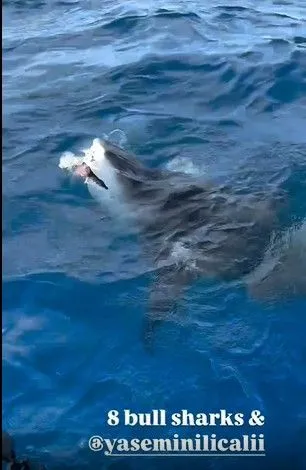 Acun Ilıcalı’nın kızı Yasemin, köpek balıklarıyla yüzdü