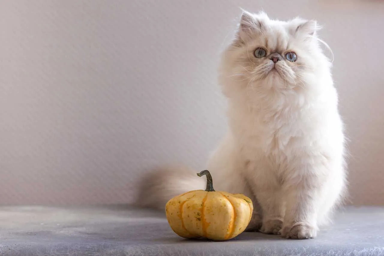 Kedi cinsleri ve özellikleri hakkında her şey