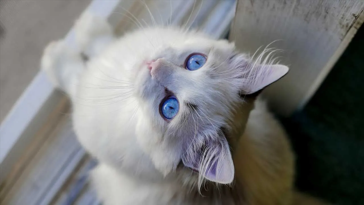 Kedi cinsleri ve özellikleri hakkında her şey
