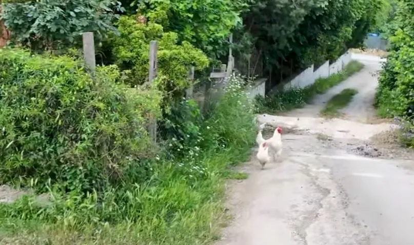 Gökmen Kasabalı, İstanbul'u geride bırakarak köye yerleşti! Kendi elleriyle yaptığı evde yaşıyor