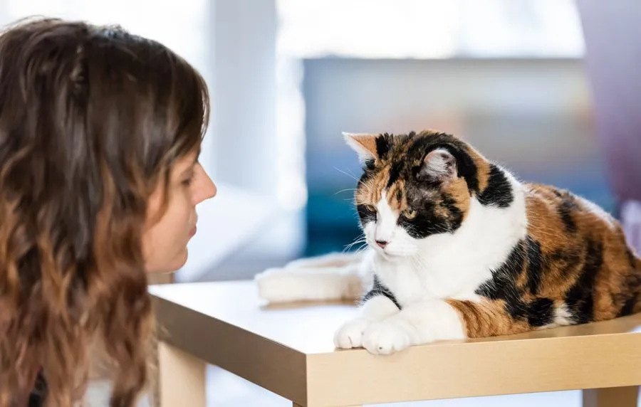 Kedilerden ilham alan: Calico Hair modası!