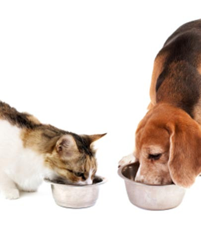 Kedi ve köpeklerde beslenme